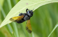 Megachile atrata