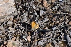 Coenonympha dorus