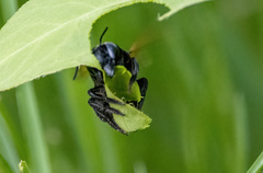 Megachile atrata
