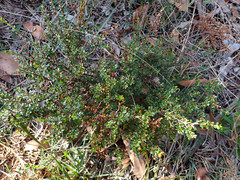 Micrantheum demissum