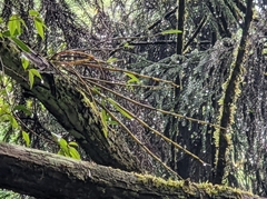 Dendrobium moniliforme