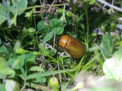 Pseudosymmachia impressifrons