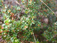 Micrantheum demissum