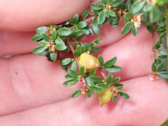 Micrantheum demissum