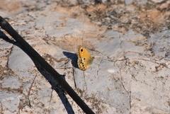 Coenonympha dorus