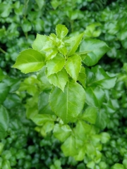 Eleutherococcus trifoliatus