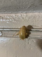 Periplaneta americana