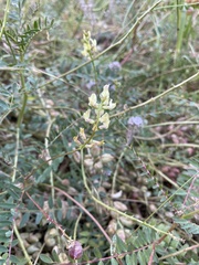 Astragalus oocarpus