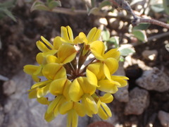 Lotononis umbellata