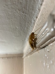 Periplaneta americana