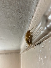 Periplaneta americana