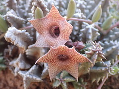 Huernia thuretii