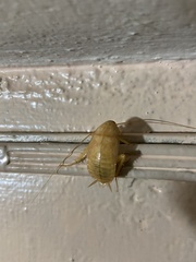 Periplaneta americana