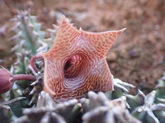 Huernia thuretii