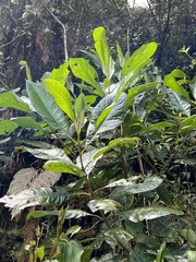 Aegiphila bogotensis