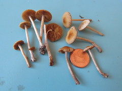 Conocybe aporos