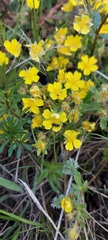 Potentilla patula
