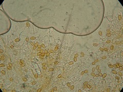 Conocybe aporos