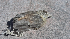 Turdus merula