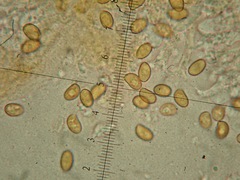 Conocybe aporos