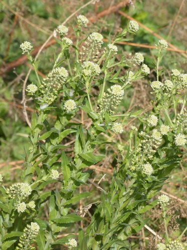 Lepidium campestre iNat (2)