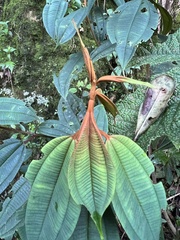 Miconia miocarpa
