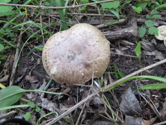 Agaricus subperonatus