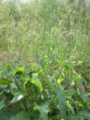 Rumex crispus