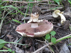 Agaricus subperonatus