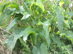 Rumex crispus