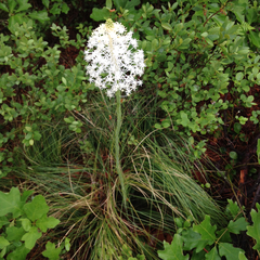 Xerophyllum asphodeloides