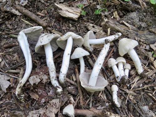 Representative image of Psathyrella gordonii