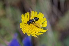 Chrysotoxum bicinctum