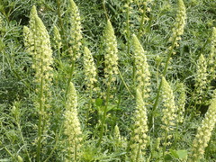 Reseda lutea