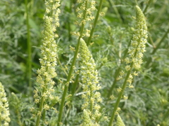Reseda lutea