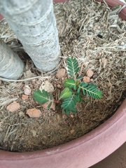 Phyllanthus urinaria