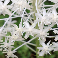 Xerophyllum asphodeloides