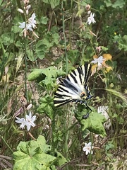 Iphiclides feisthamelii