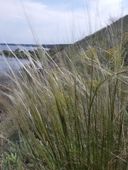 Stipa lessingiana