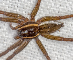 Dolomedes striatus