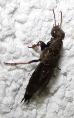 Ontholestes haroldi