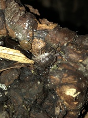 Oniscus asellus