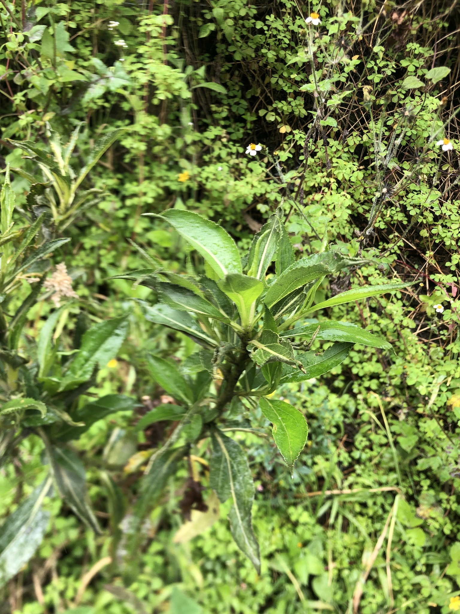 Baccharis latifolia image