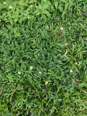 Tridax procumbens