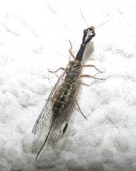 Raphidioptera