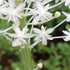 Xerophyllum asphodeloides