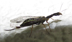 Raphidioptera