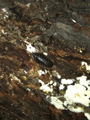 Oniscus asellus