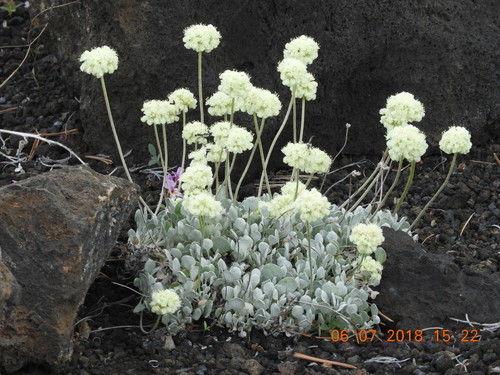 cushion buckwheat