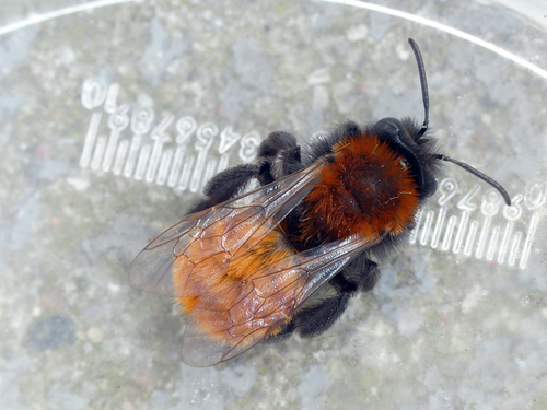 Tawny Mining Bee